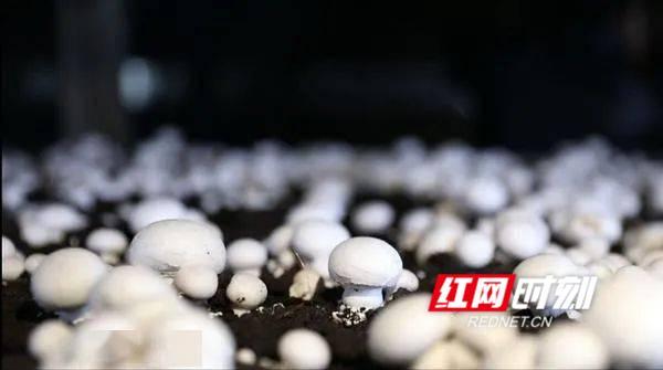 構建“四證合一”管理體系 推動食用農產品批發工廠化生產高質量發展